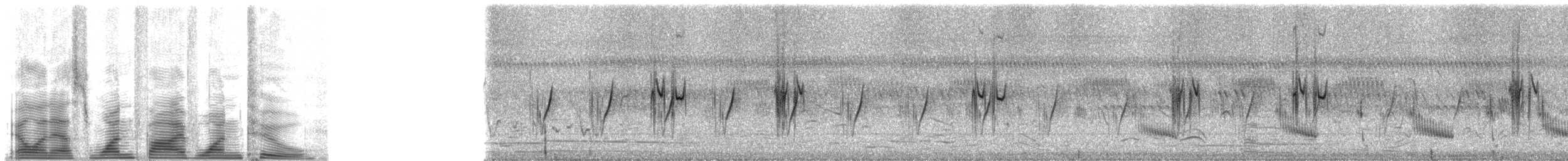 rødmaskeamorpapitt - ML1512