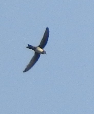 Alpine Swift - ML151200551