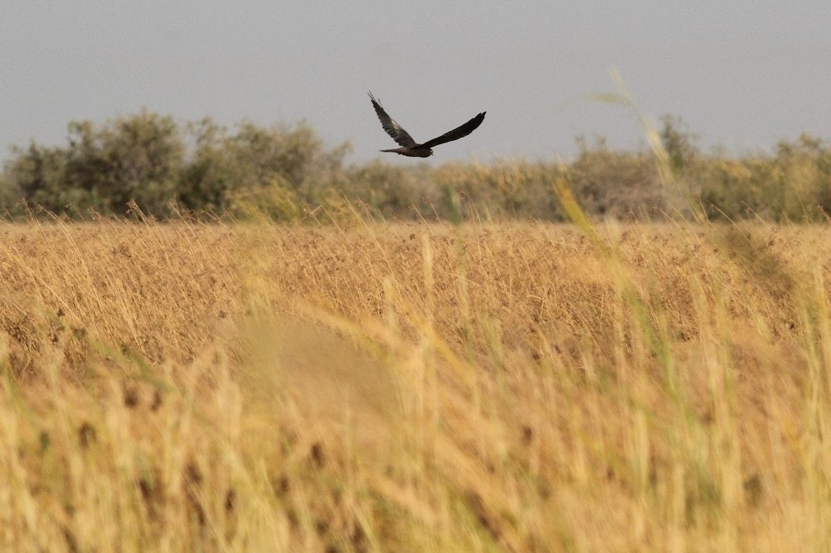 Montagu's Harrier - ML151200611