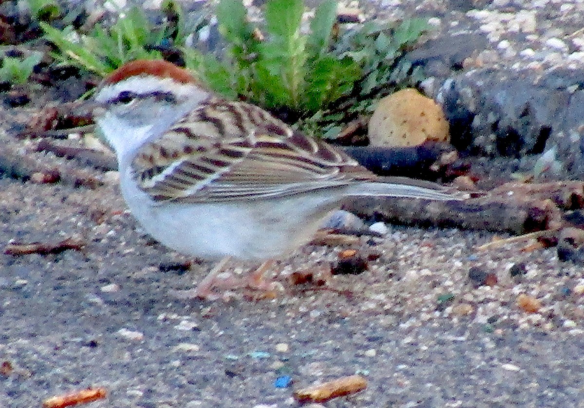 Chipping Sparrow - ML151201121