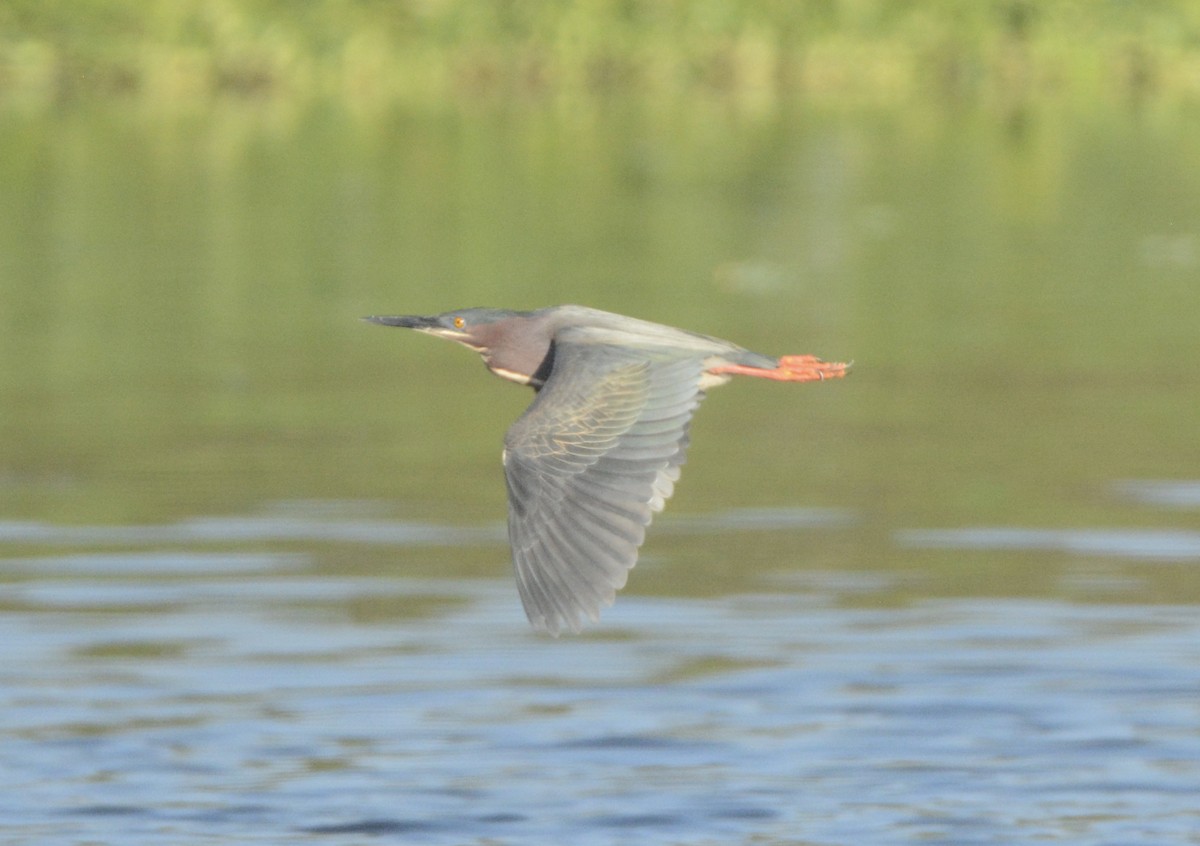 Green Heron - ML151201961