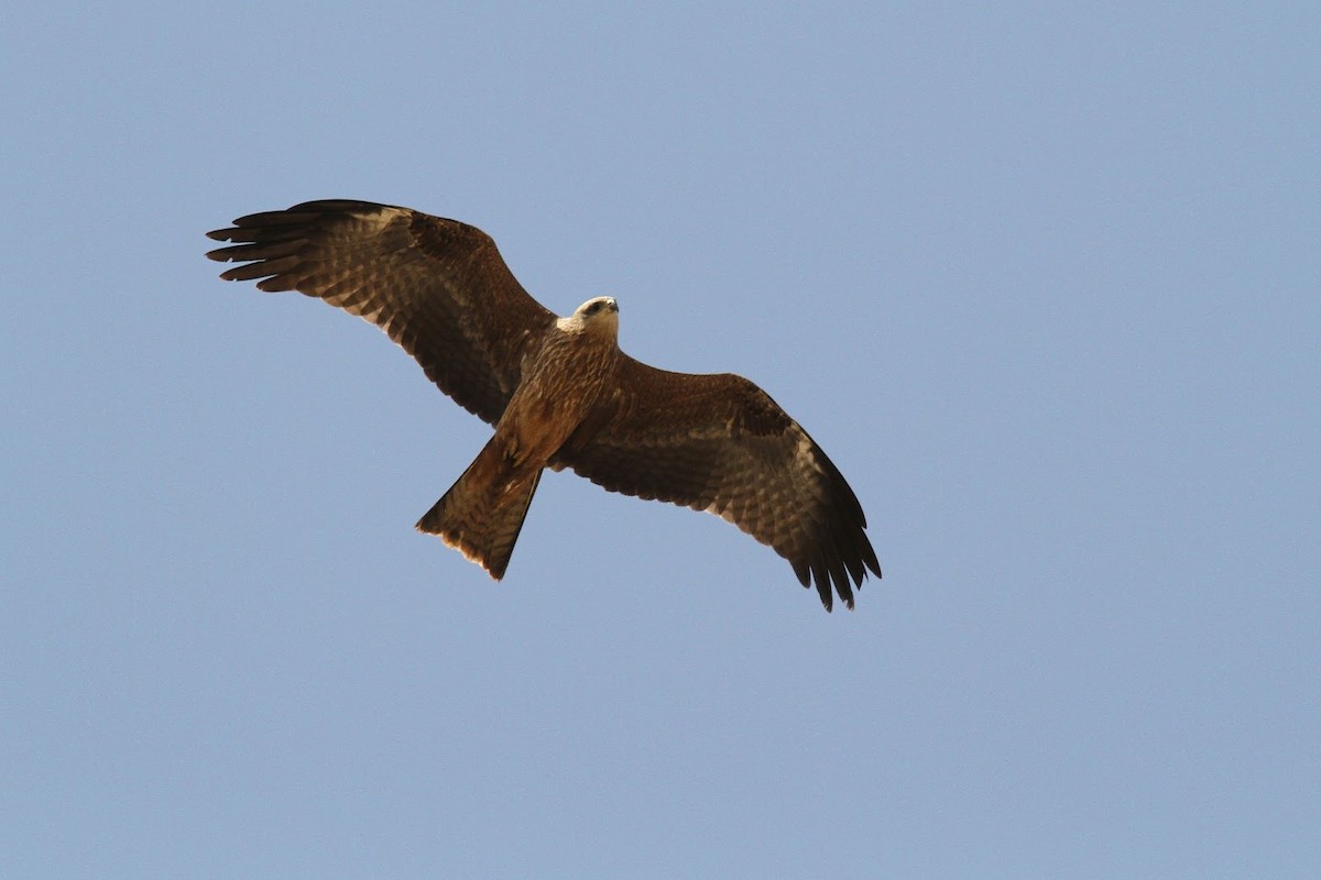 Black Kite (Black) - ML151202311