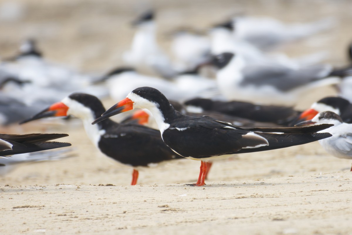 Black Skimmer - Richard Trinkner