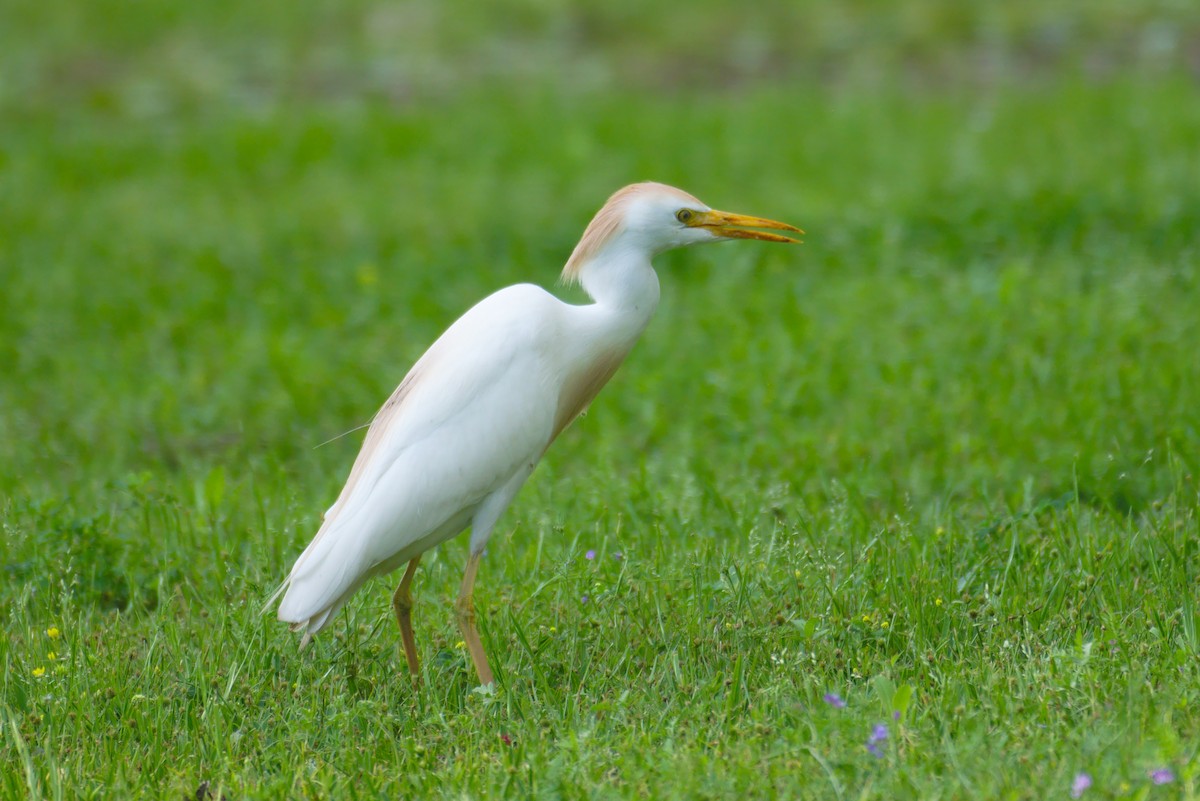 Western Cattle Egret - ML151204681