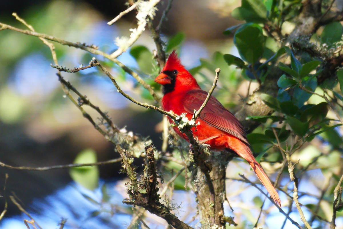 Northern Cardinal - ML151204781