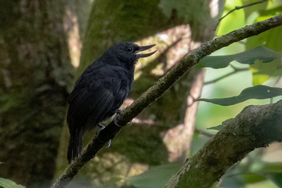 Recurve-billed Bushbird - ML151204891