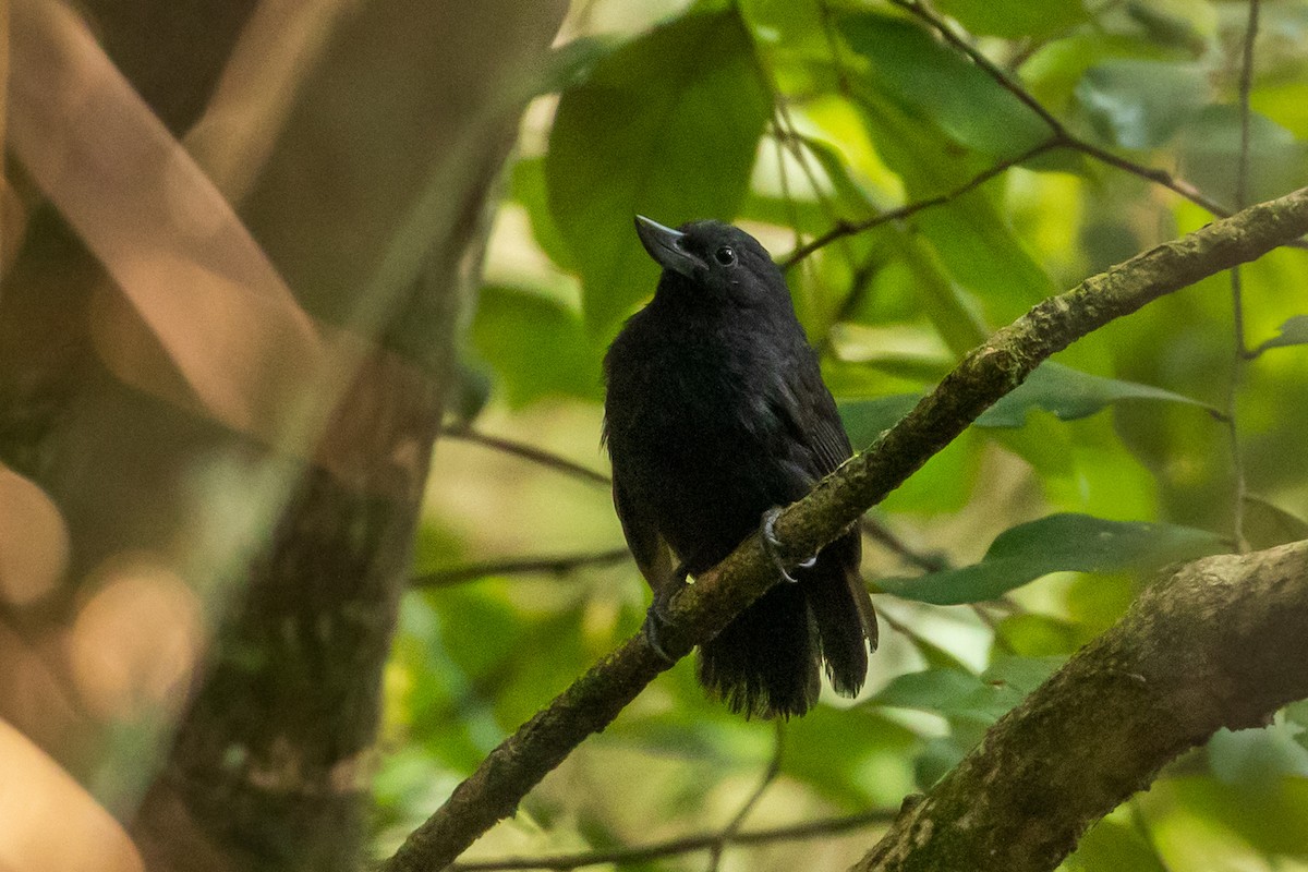 Recurve-billed Bushbird - Louis Bevier