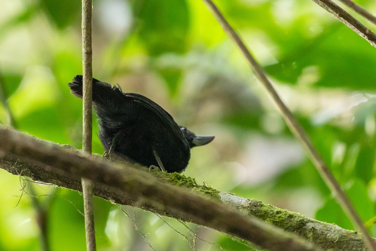 Recurve-billed Bushbird - Louis Bevier