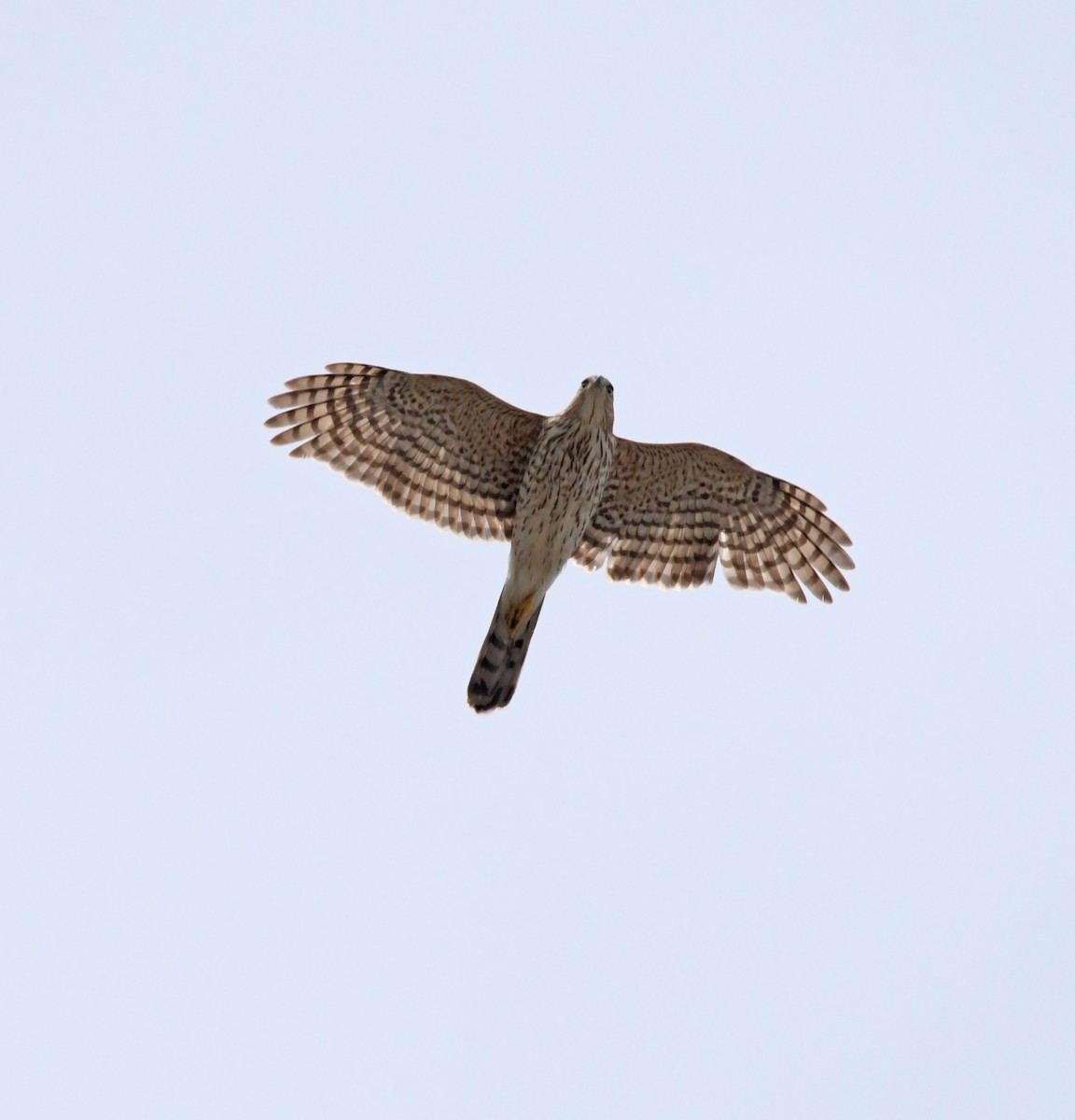 Cooper's Hawk - ML151207051