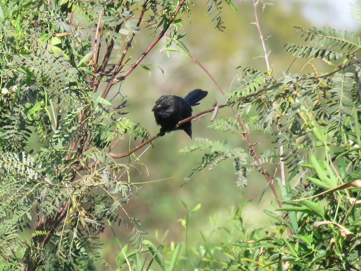 Smooth-billed Ani - ML151207351