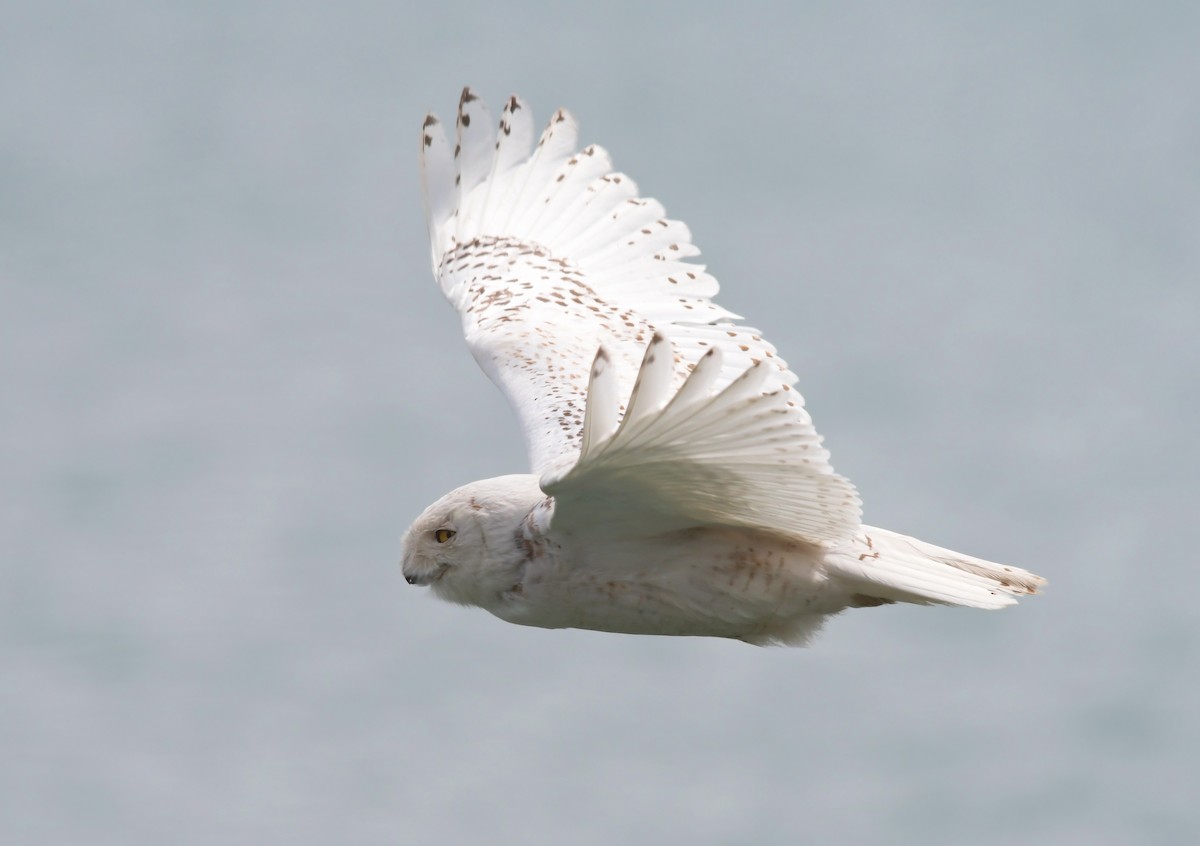 Snowy Owl - Joshua Vandermeulen