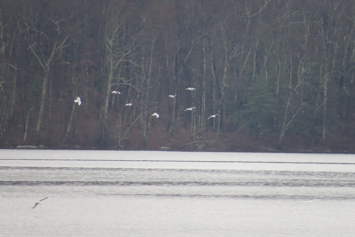 Bonaparte's Gull - Willy Hutcheson