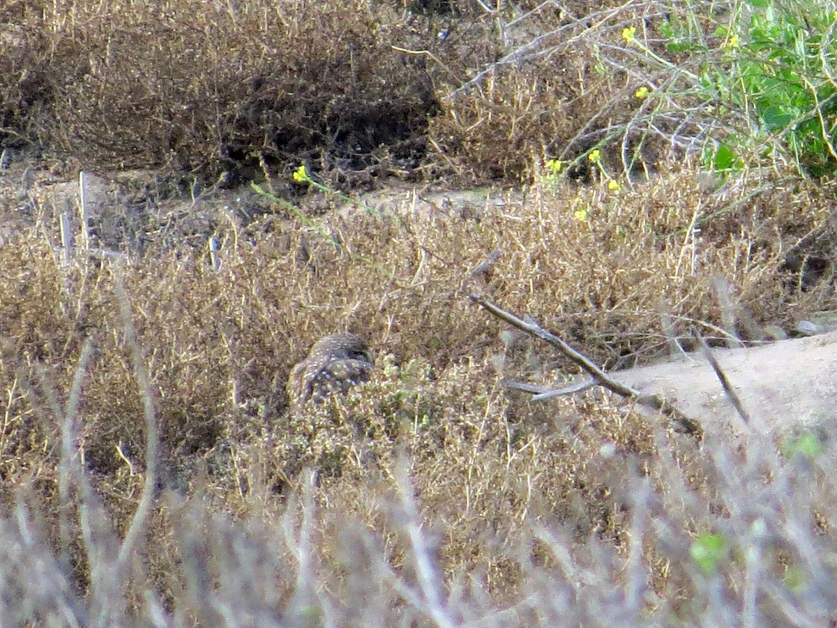 Burrowing Owl - Brian Daniels