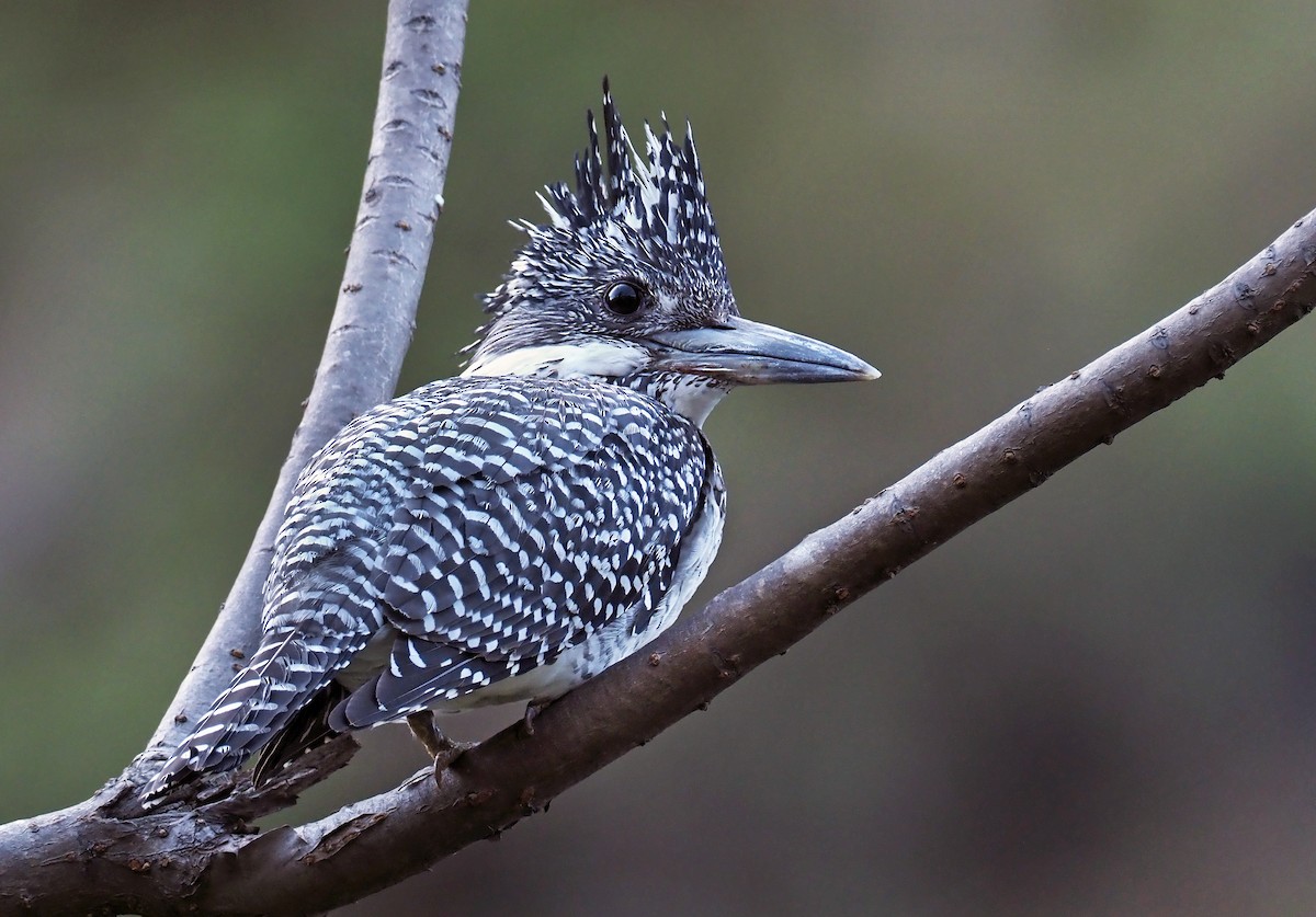 Crested Kingfisher - Andrew Spencer