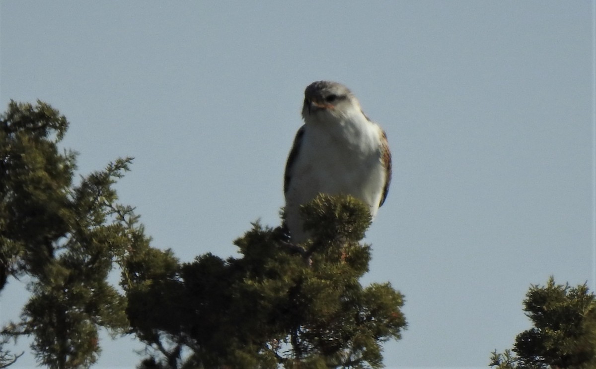 Ferruginous Hawk - ML151213081