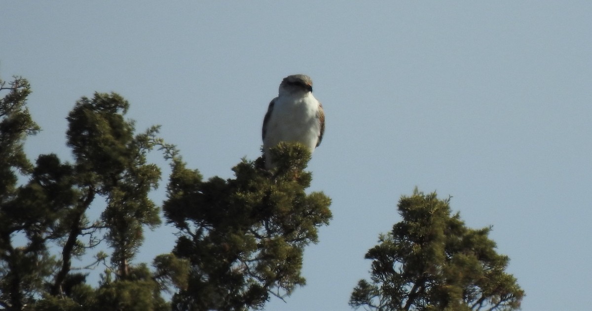 Ferruginous Hawk - ML151213091