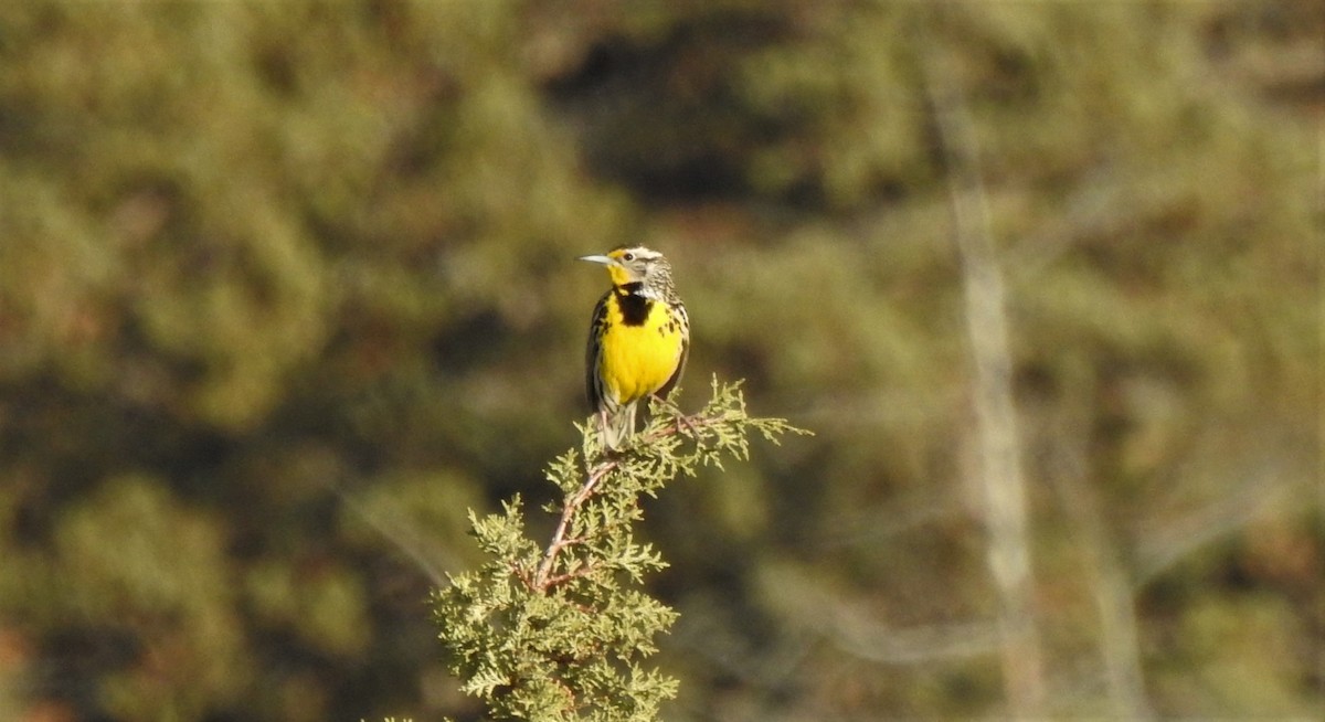 Western Meadowlark - ML151213171