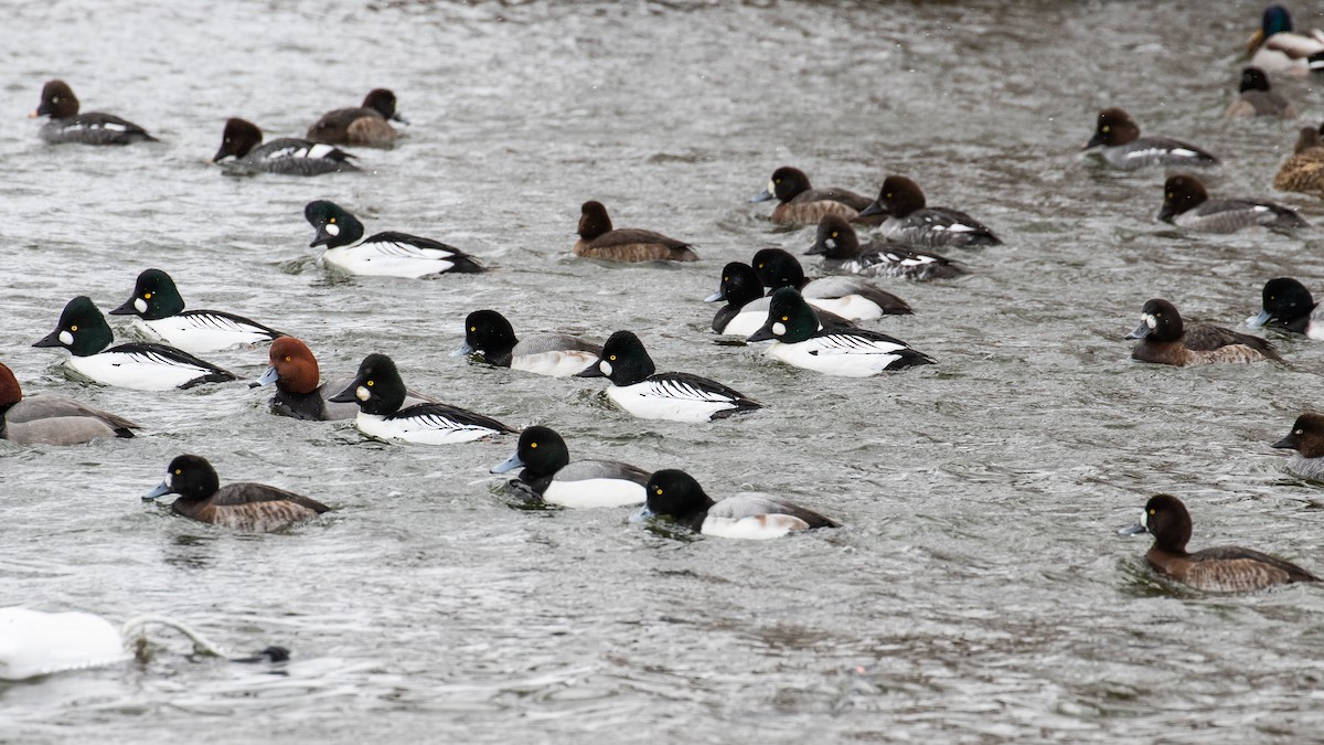 Common Goldeneye - James Kennerley