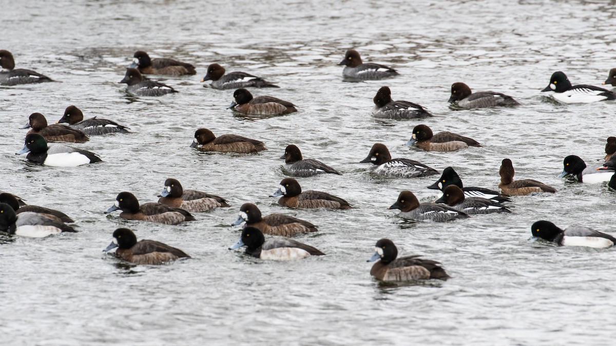 Greater Scaup - James Kennerley