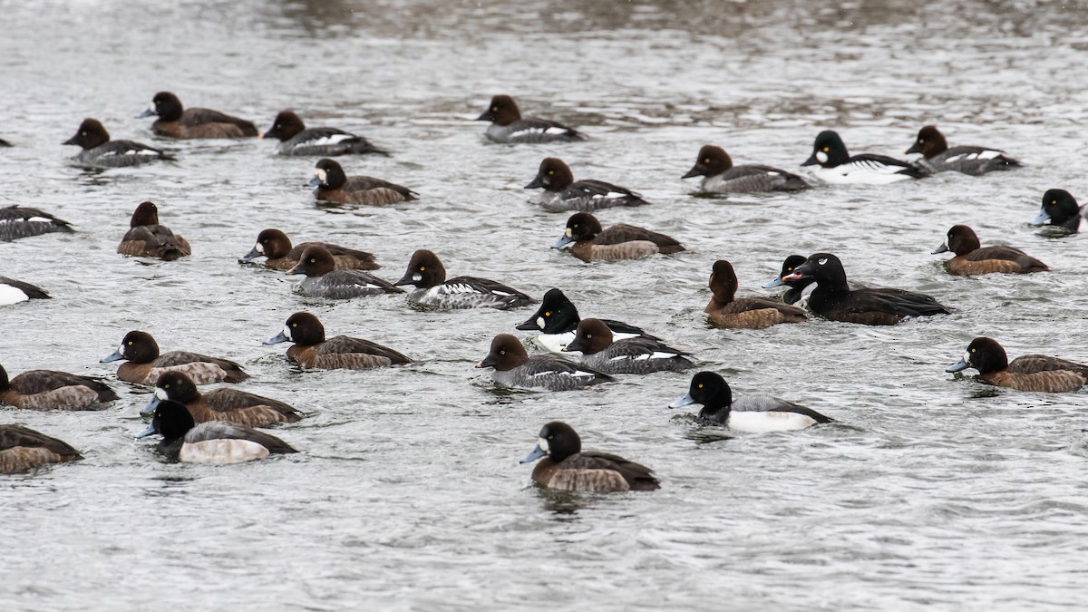 Greater Scaup - James Kennerley