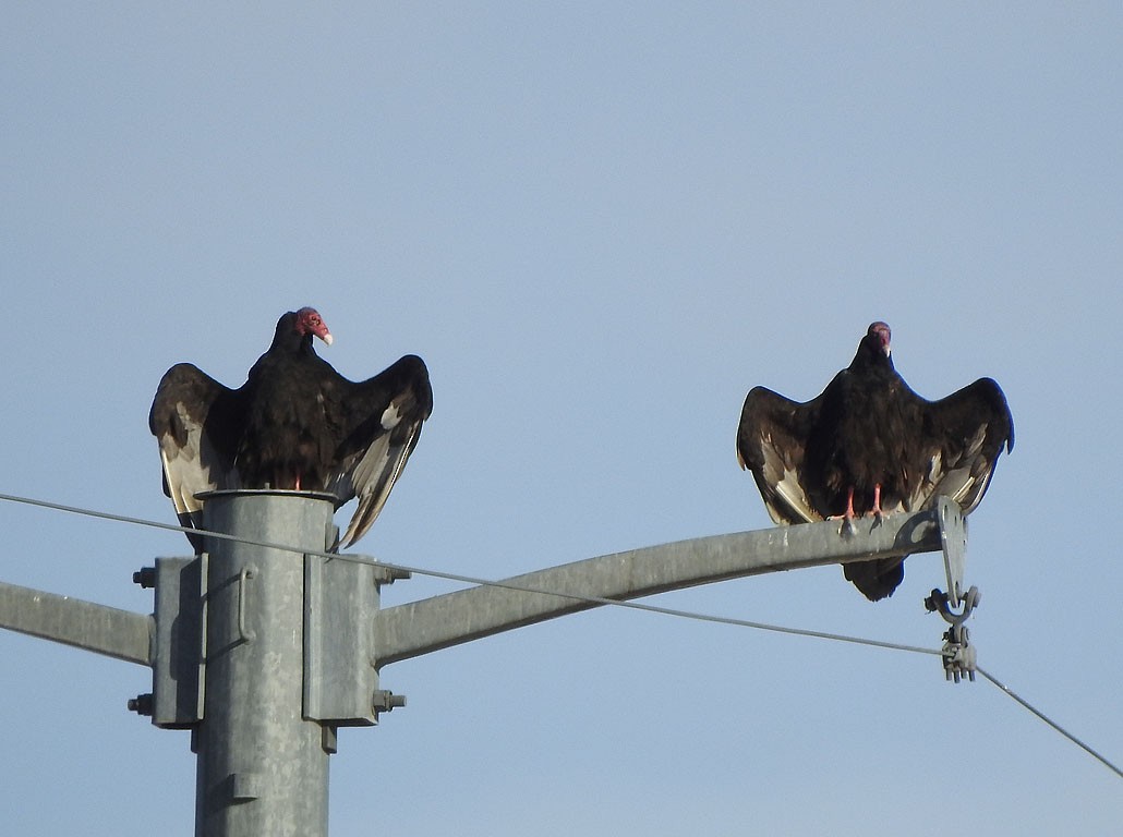 Turkey Vulture - ML151217241