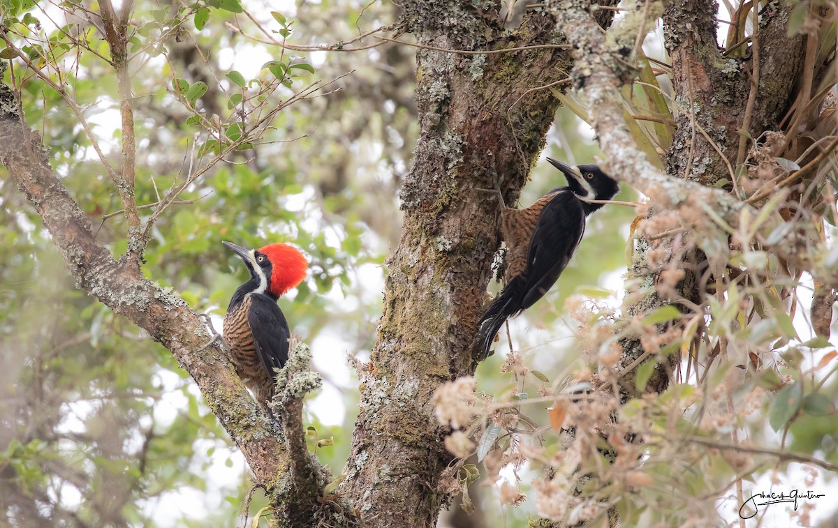 Powerful Woodpecker - ML151217501