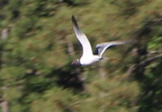 Laughing Gull - ML151218021