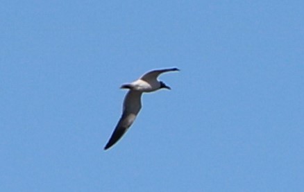 Laughing Gull - ML151218031
