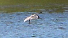 Laughing Gull - ML151218041