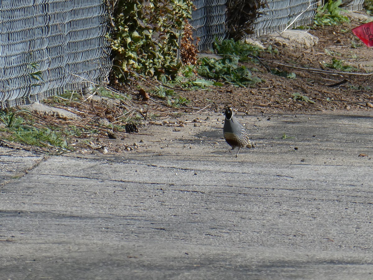 California Quail - ML151219081