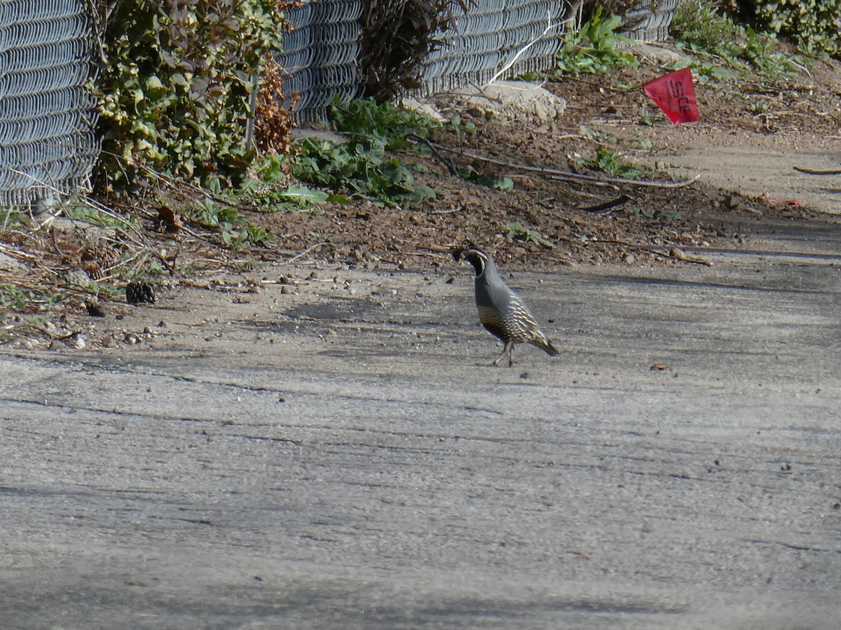 California Quail - ML151219091