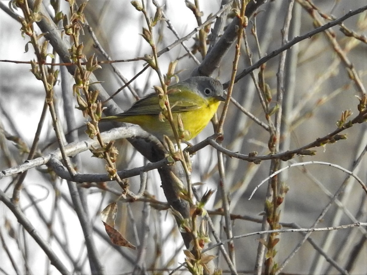 Nashville Warbler - ML151220061