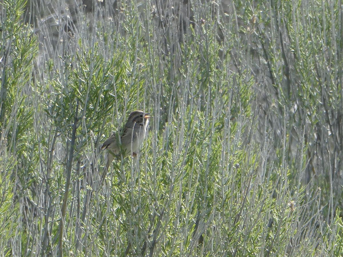 Brewer's Sparrow - ML151220101