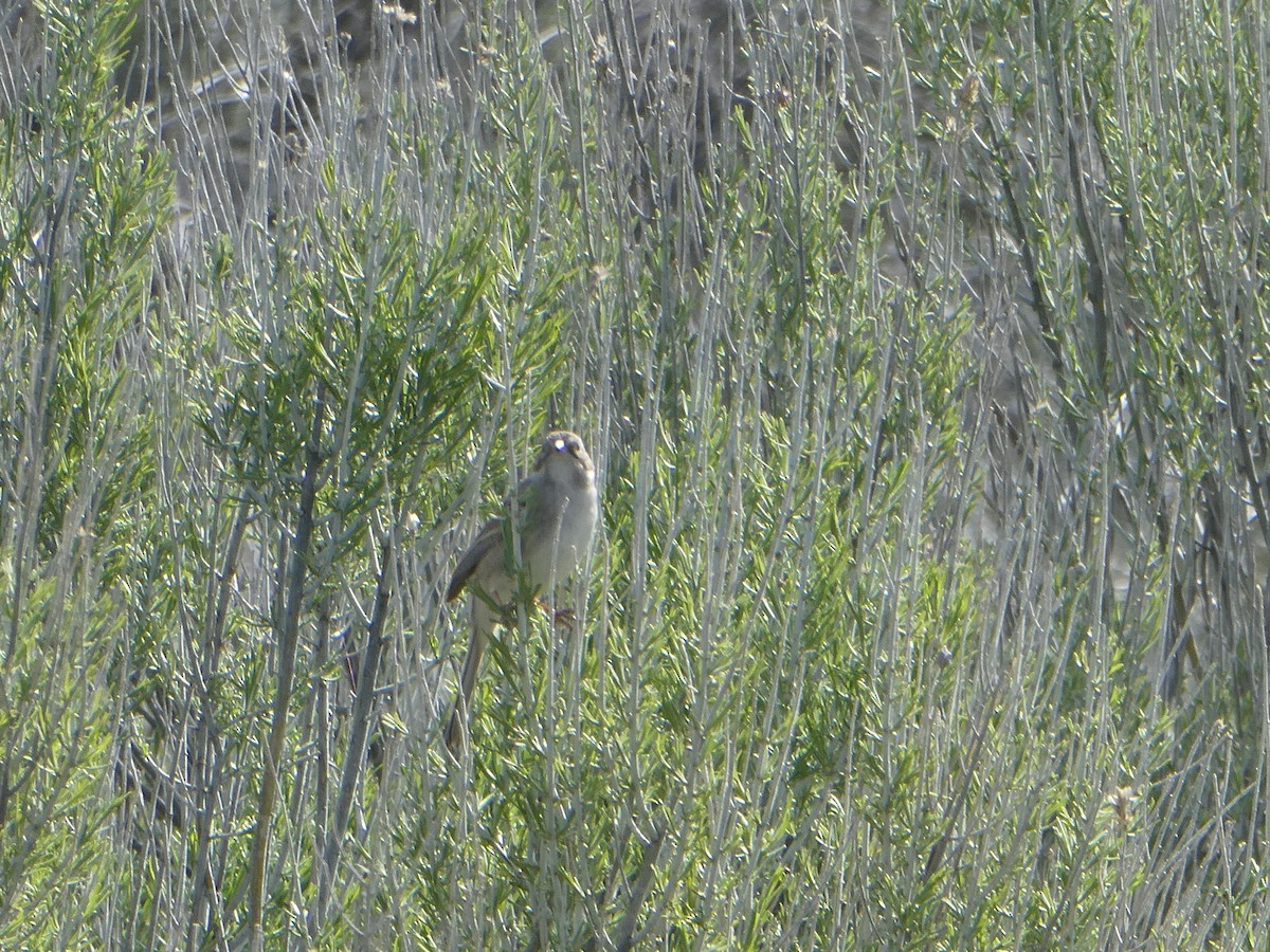 Brewer's Sparrow - ML151220111