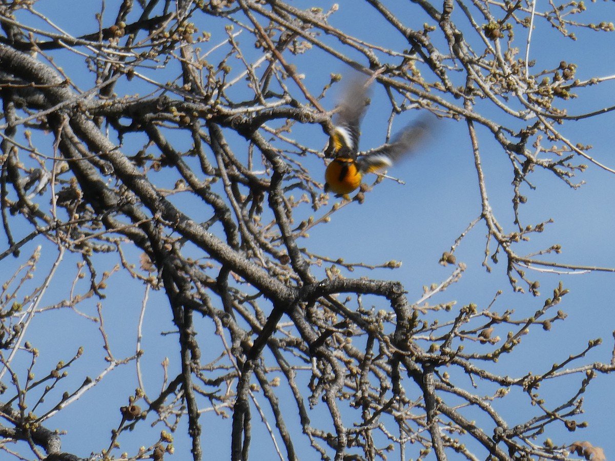 Bullock's Oriole - Al Guarente