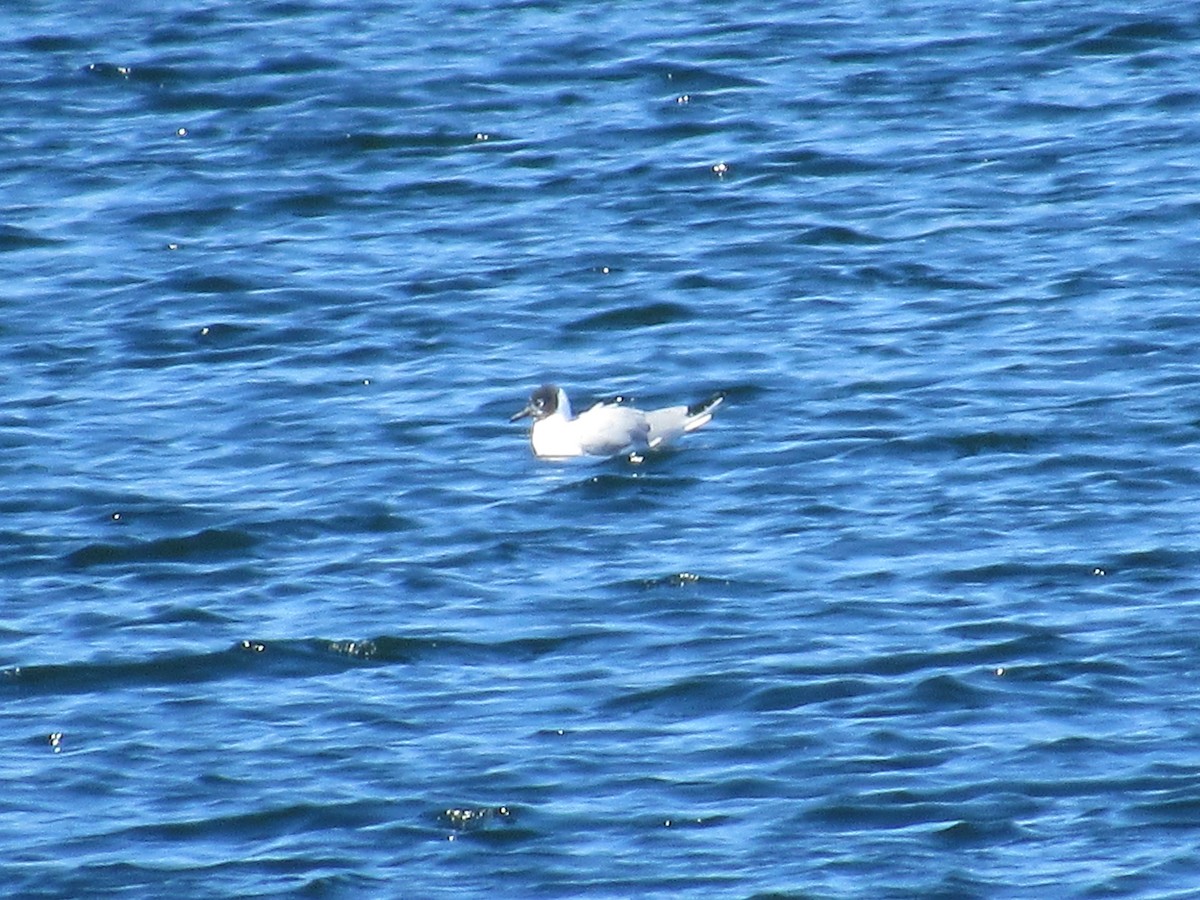 Bonaparte's Gull - Doug Wassink