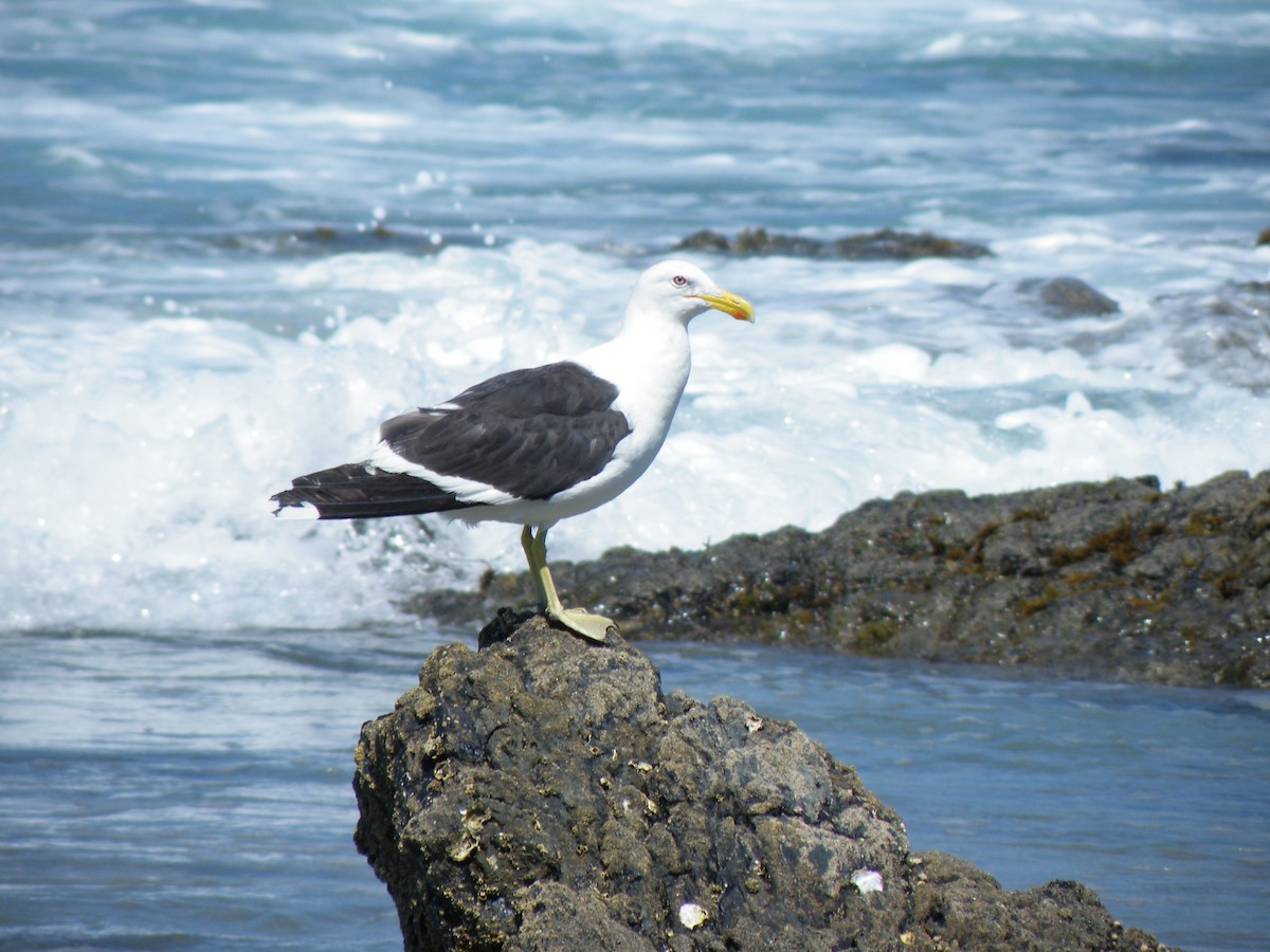 Kelp Gull - ML151222141