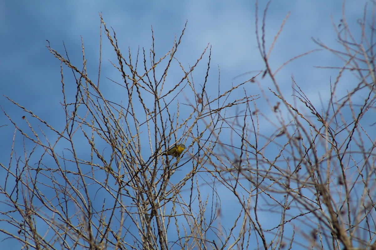 Nashville Warbler - ML151222361