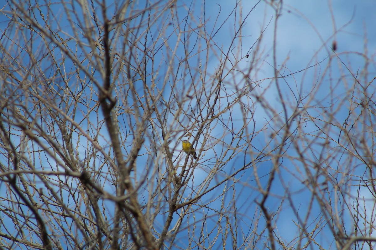 Nashville Warbler - ML151222371