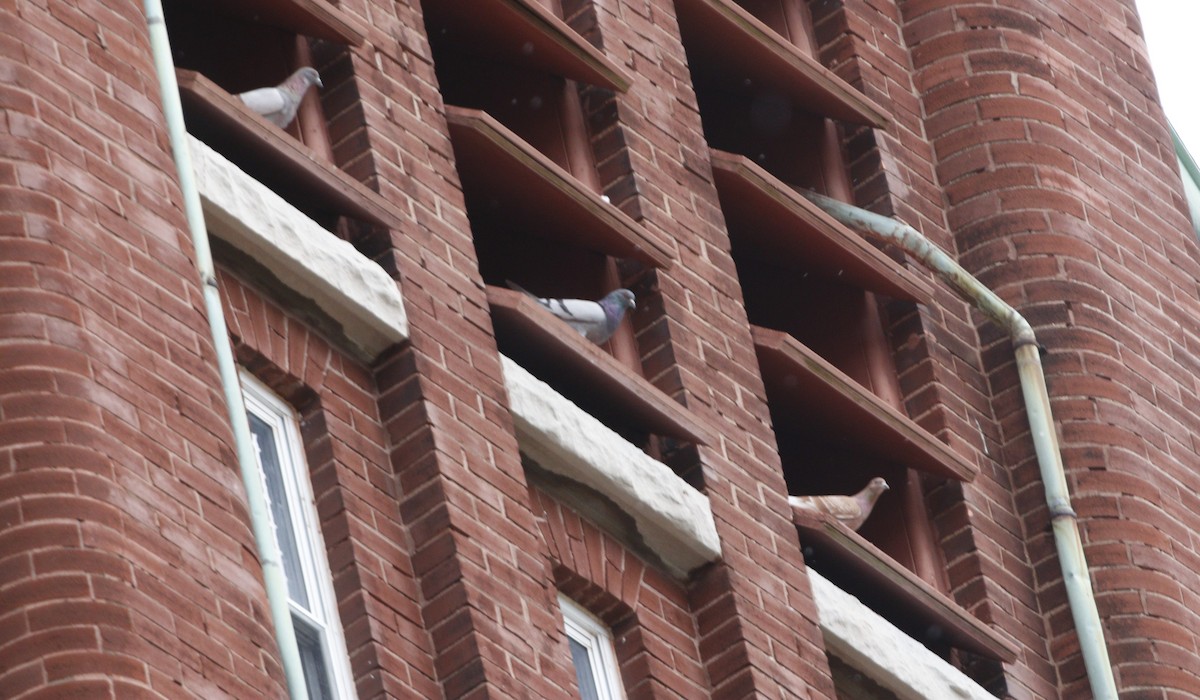 Rock Pigeon (Feral Pigeon) - George Keller