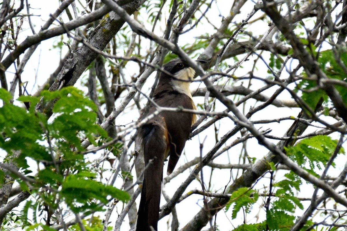 Mangrove Cuckoo - ML151224531