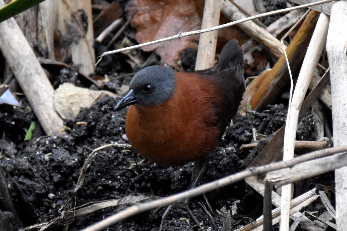 Ruddy Crake - Nick Moore