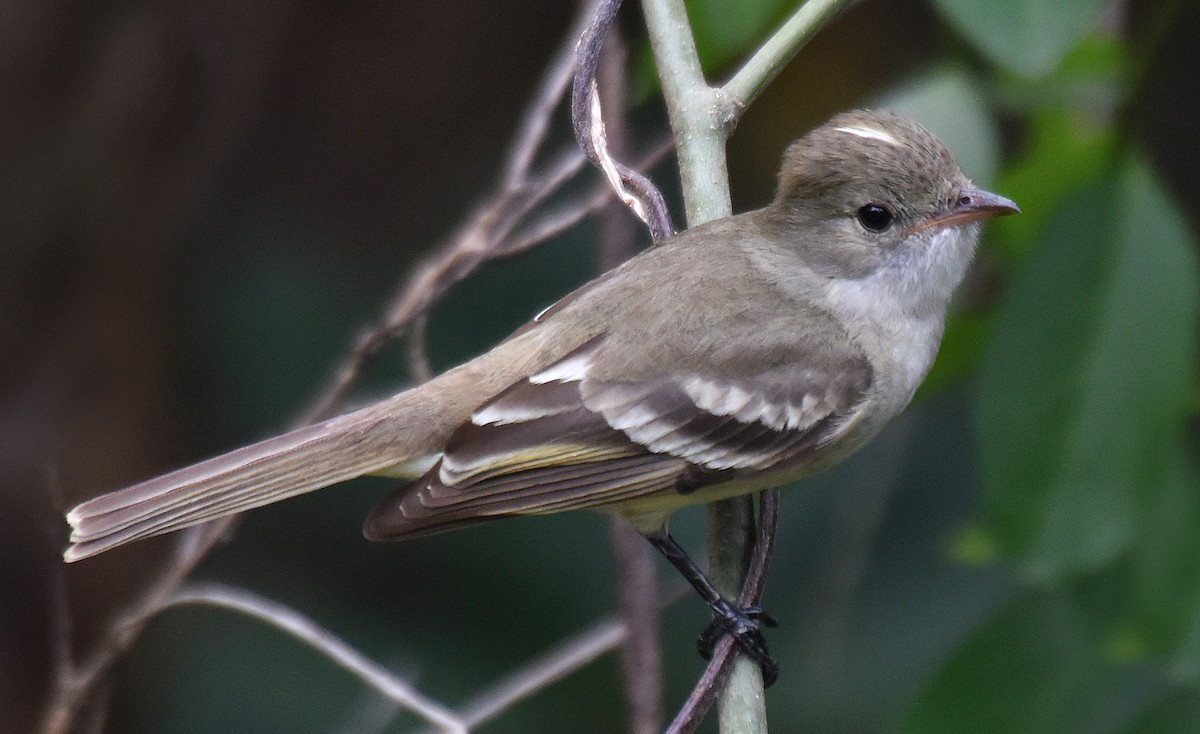 Caribbean Elaenia - ML151225931