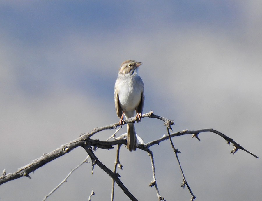 Brewer's Sparrow - ML151227521