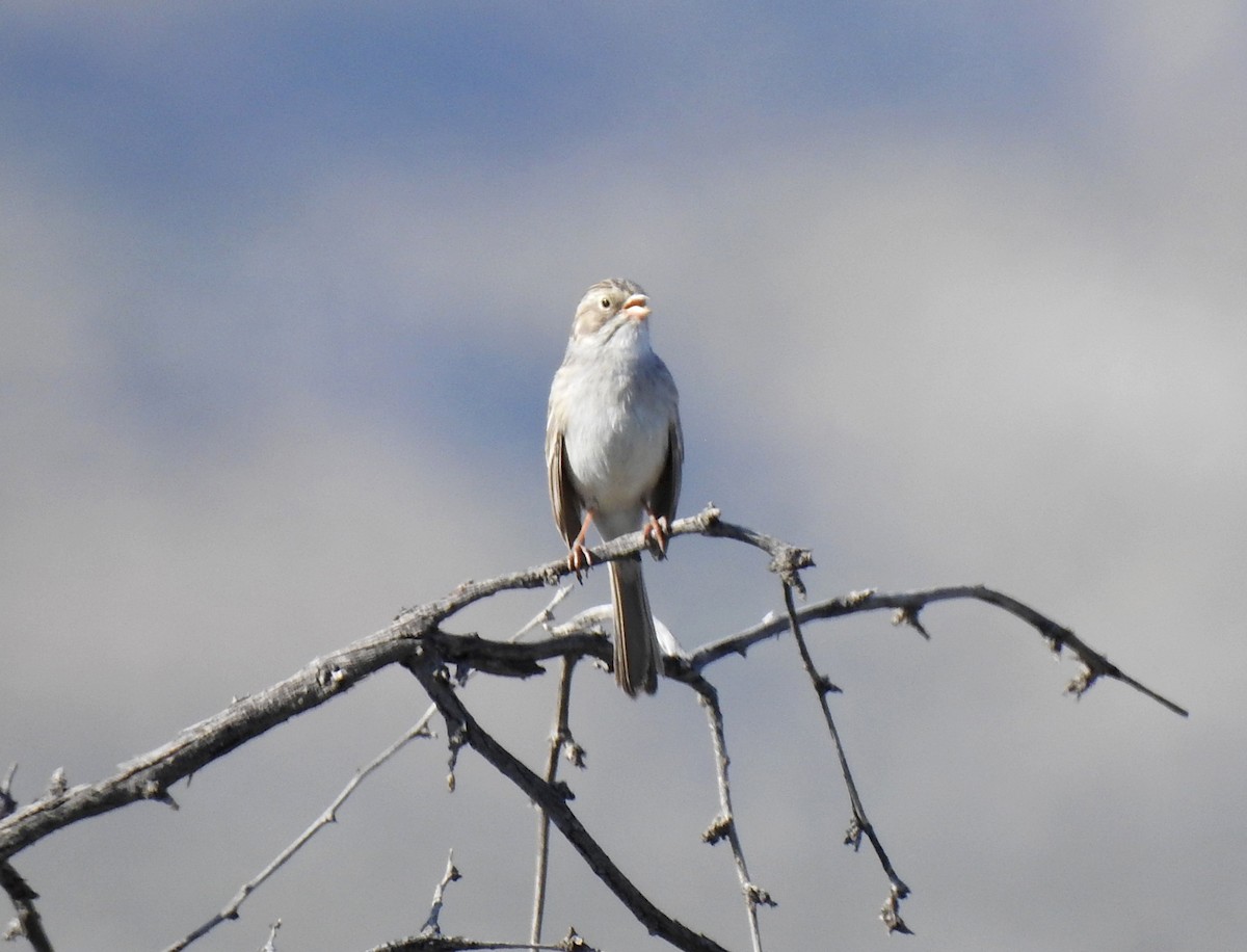 Brewer's Sparrow - ML151227531