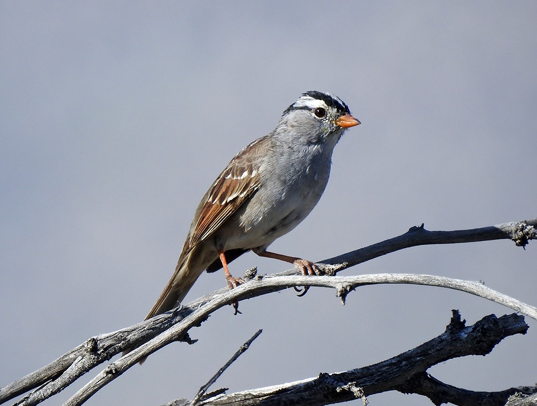 White-crowned Sparrow - ML151227551