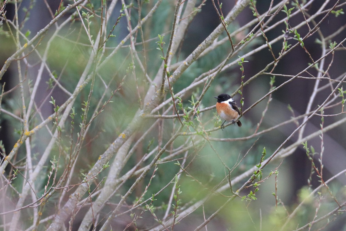 European Stonechat - ML151228281