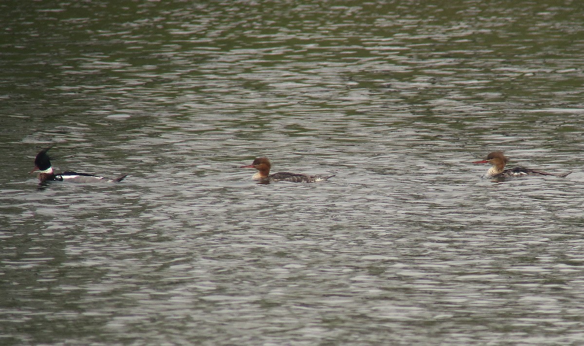 Harle huppé - ML151229341