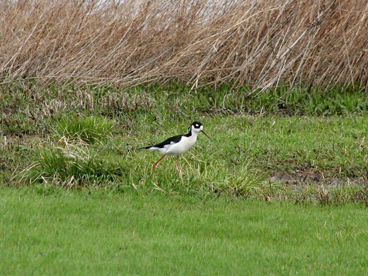 Black-necked Stilt - ML151232131