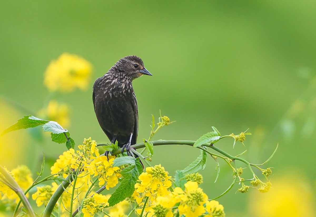 Red-winged Blackbird - Jerry Ting